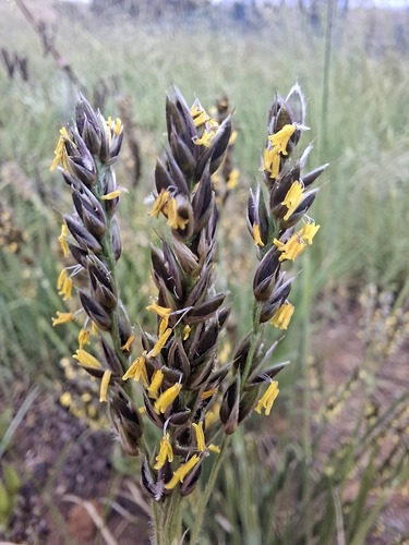 Alloteropsis semialata observed 2026-10-27
