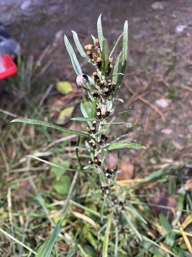 Omalotheca sylvatica observed 2026-10-27