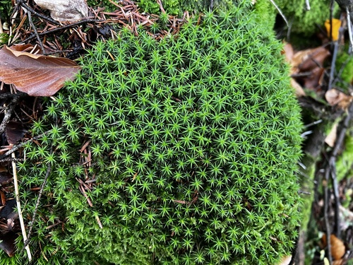Polytrichum formosum observed 2026-10-27