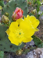 Opuntia pyrocarpa