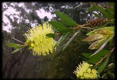 Melaleuca pallida