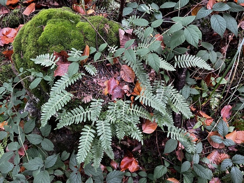 Ctenopteris observed 2026-10-27
