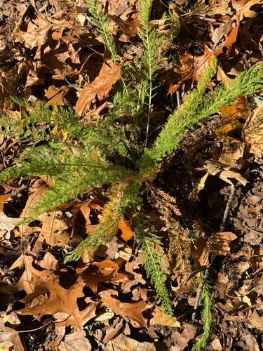 Achillea millefolium observed 2026-10-27