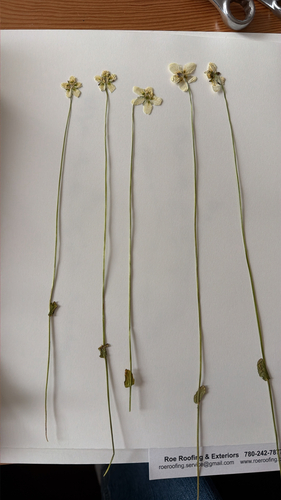 Hepaticae observed 2026-10-27