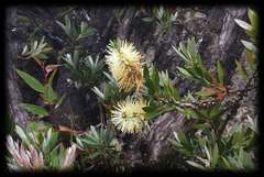 Melaleuca pallida