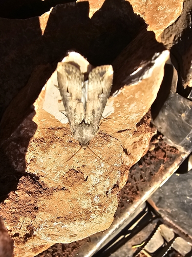 Agrotis ipsilon observed 2026-10-27
