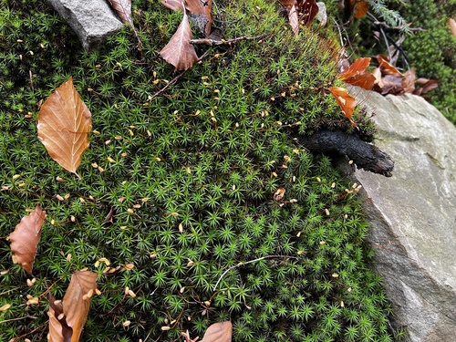 Polytrichum formosum observed 2026-10-27