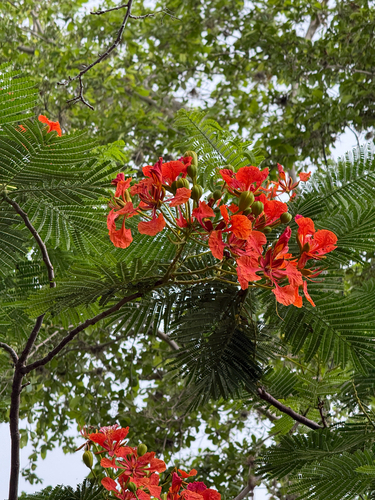 Delonix regia observed 2026-10-27