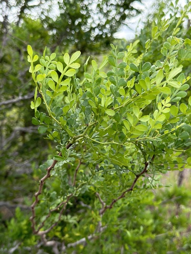Zanthoxylum observed 2026-10-27