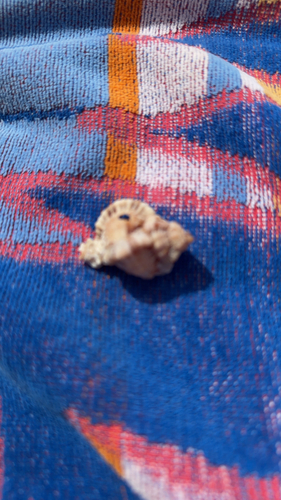 Chicoreus observed 2026-10-27