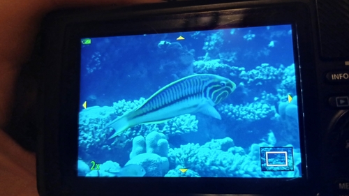 Thalassoma observed 2026-10-27