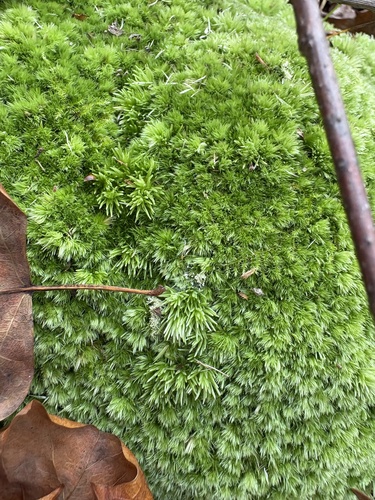 Leucobryum observed 2026-10-27