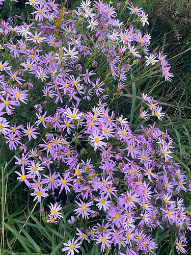 Senecio observed 2026-10-27