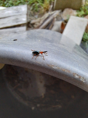 Cylas formicarius, 2026-10-27