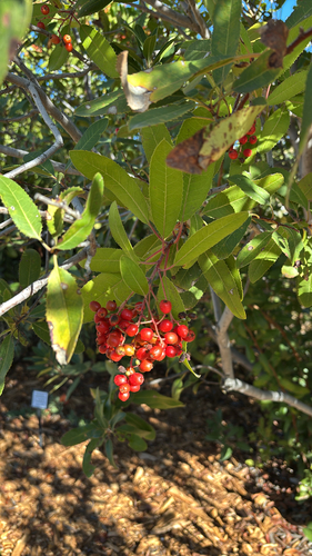 Photinia observed 2026-10-27