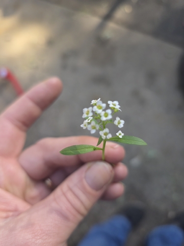 Draba, 2026-10-25