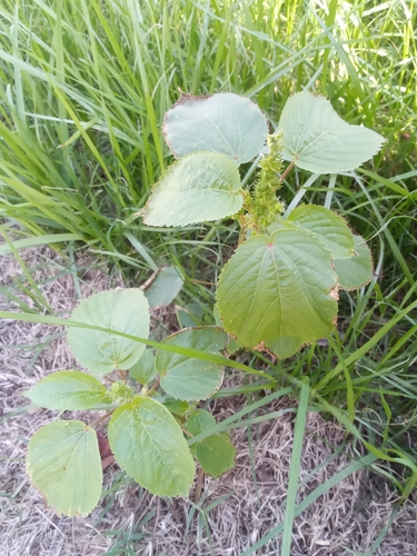 Acalypha observed 2026-10-27