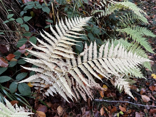 Oreopteris limbosperma observed 2026-10-27