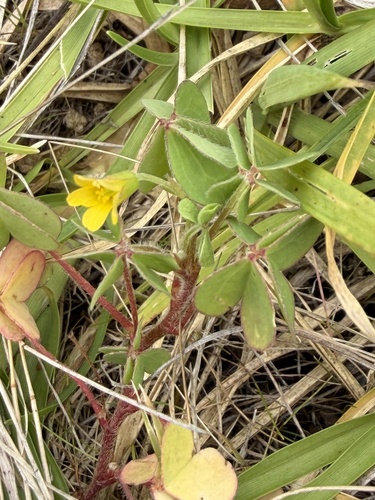 Oxalis corniculata observed 2026-10-26