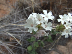 Glandularia platensis