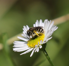 Halictus