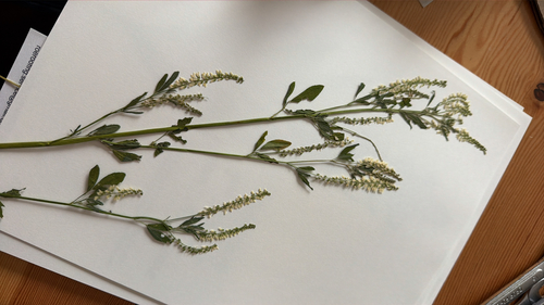 Melilotus albus observed 2026-10-27