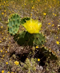 Opuntia pyrocarpa