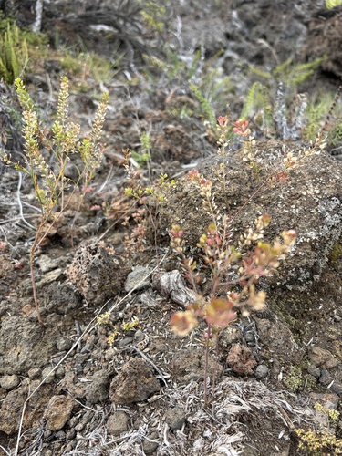 Lepidium virginicum observed 2026-10-26