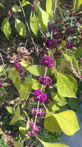 Callicarpa observed 2026-10-27
