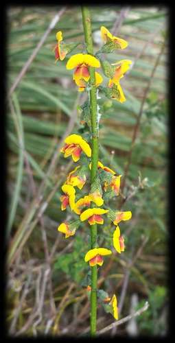 Image of Sphaerolobium vimineum by (c) Russell Best, some rights reserved (CC BY)