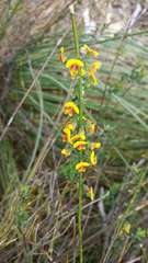 Sphaerolobium vimineum