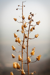 Alonsoa meridionalis