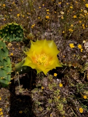 Opuntia pyrocarpa