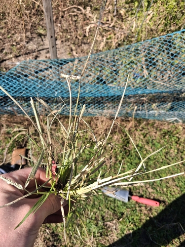 Eleusine indica observed 2026-10-27