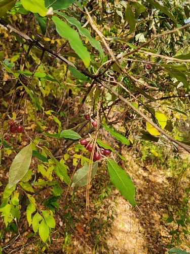 Elaeagnus observed 2026-10-27