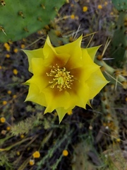 Opuntia pyrocarpa