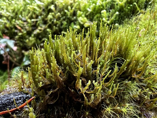 Neoorthocaulis attenuatus observed 2026-10-27