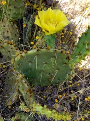 Opuntia pyrocarpa