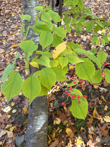 Viburnum dilatatum observed 2026-10-27
