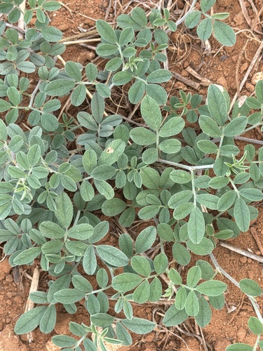 Indigofera observed 2026-10-27