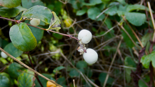 Vaccinium observed 2026-10-27