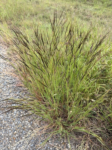 Heteropogon contortus observed 2026-10-27