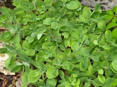 Hylotelephium spectabile