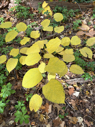 Reynoutria japonica observed 2026-10-27