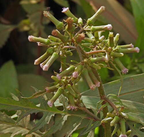 Erechtites valerianifolius observed 2026-10-17