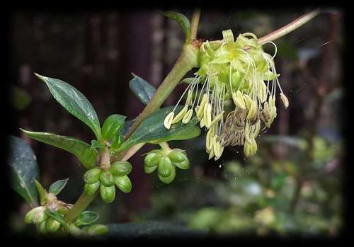 Coprosma hirtella Labill.