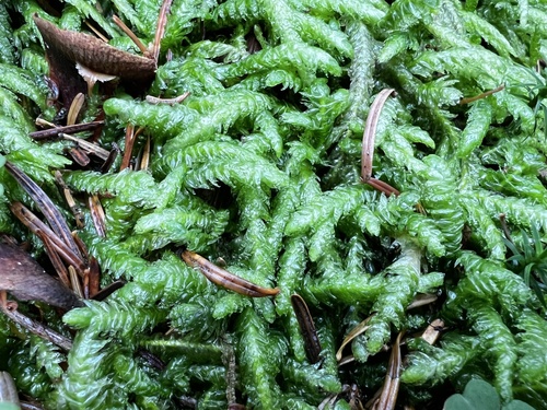 Plagiothecium undulatum observed 2026-10-27