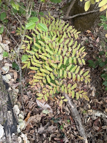 Osmunda regalis observed 2026-10-27