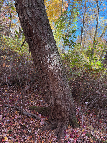 Acer saccharinum, 2026-10-27