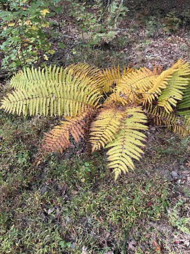 Osmundastrum cinnamomeum observed 2026-10-27